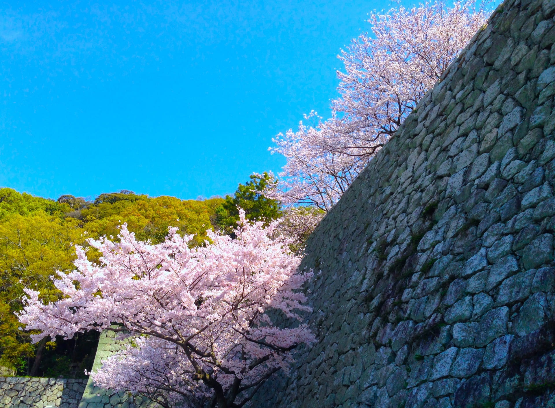 Matsuyama Castle stone walls with cherry blossoms in full bloom, Ehime Japan