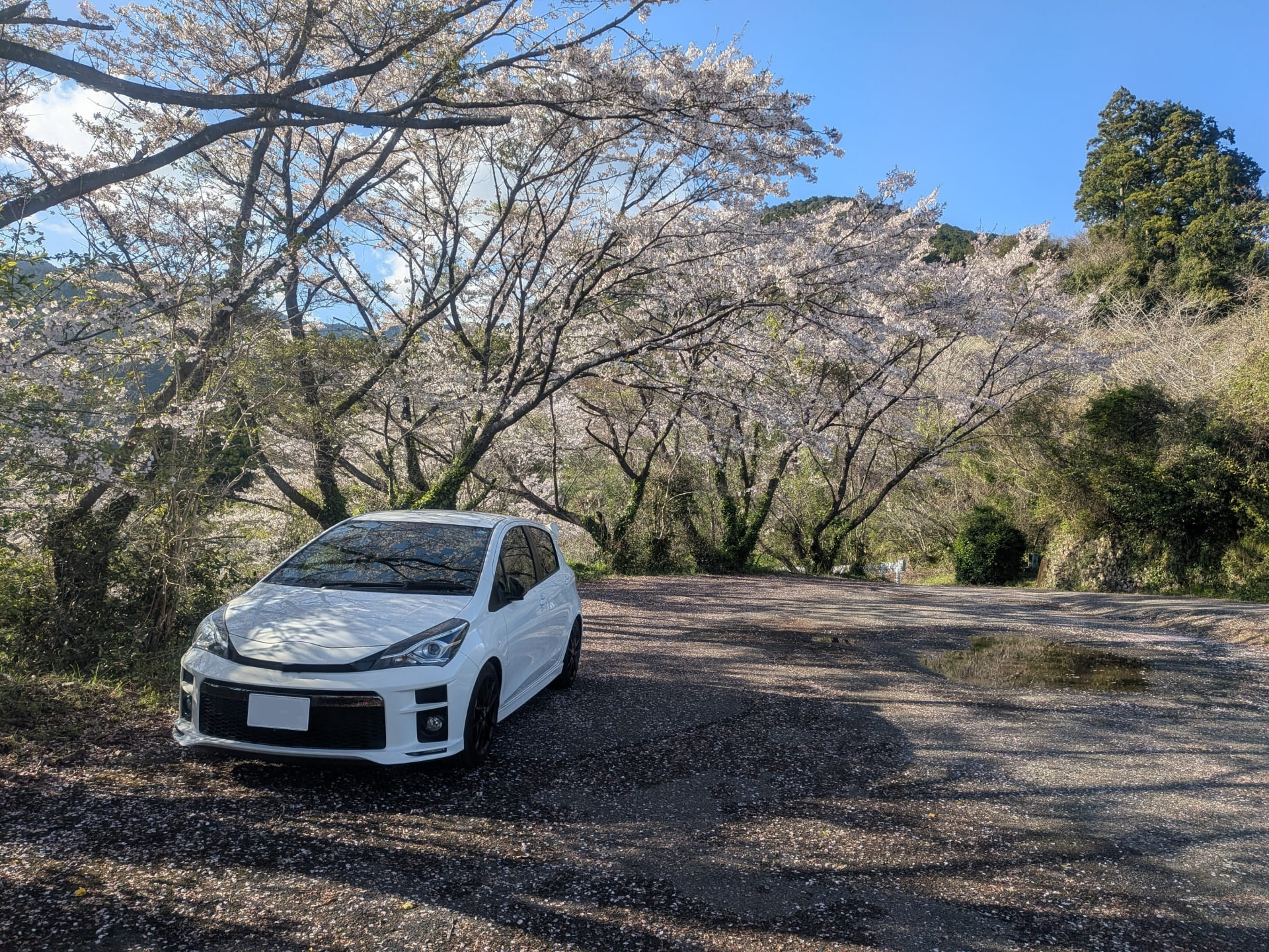 桜の咲く地方の駐車場に停まったレンタカー